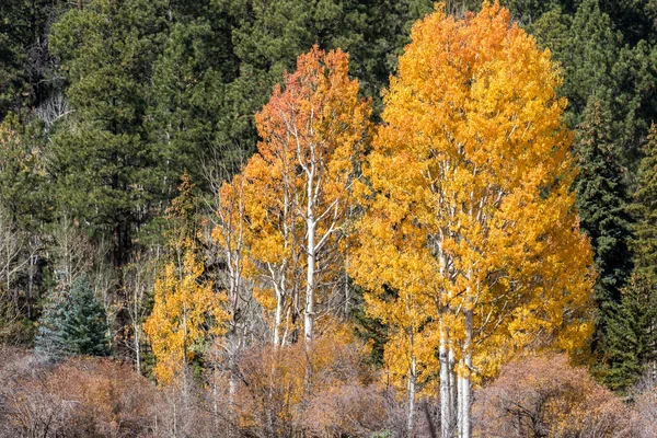 Penne Oro Nelle Bianche Montagne Dell Arizona Autunno — Foto Stock