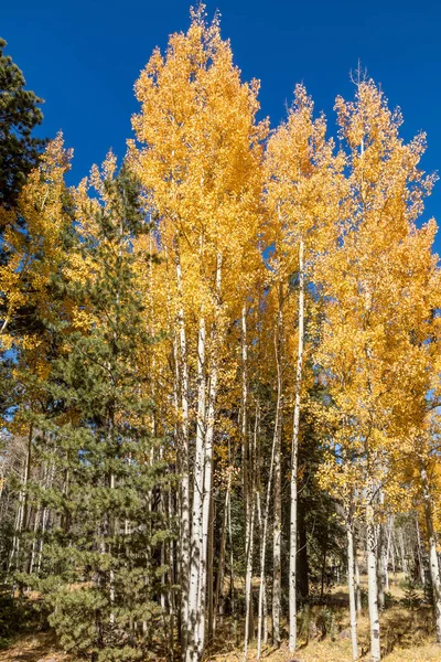 golden aspens in the white mountains of Arizona in fall