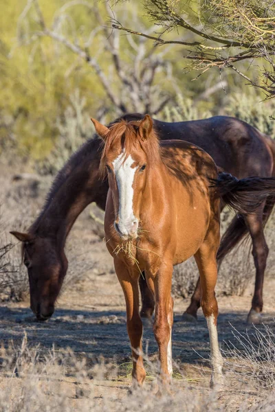 Seekor Kuda Liar Makan Gurun Arizona Dekat Sungai Garam — Stok Foto