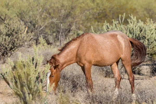 Дикая Лошадь Кормящаяся Пустыне Аризона Возле Соленой Реки — стоковое фото