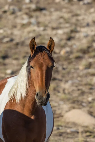 Άγριο Άλογο Στην Έρημο Γιούτα — Φωτογραφία Αρχείου