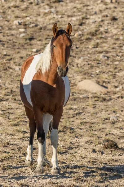 Dziki Koń Pustyni Utah — Zdjęcie stockowe
