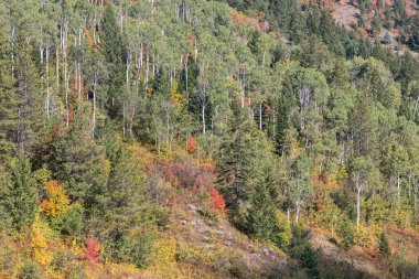 sonbaharda snake river canyon Idaho sahne peyzaj
