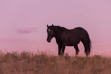 Utah Çölü'nde günbatımı, vahşi bir at
