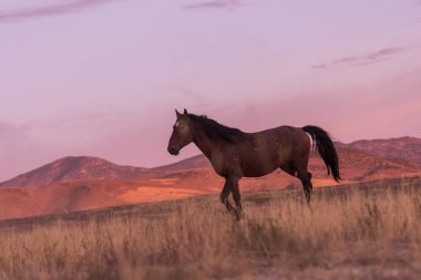 Utah Çölü'nde günbatımı, vahşi bir at