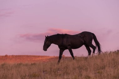 Utah Çölü'nde günbatımı, vahşi bir at