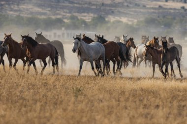 Utah çölde Vahşi atlar sürüsü