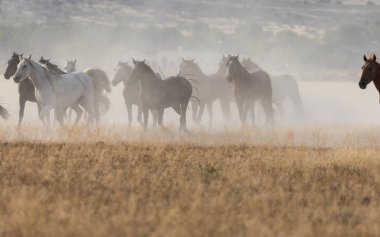 Utah çölde Vahşi atlar sürüsü