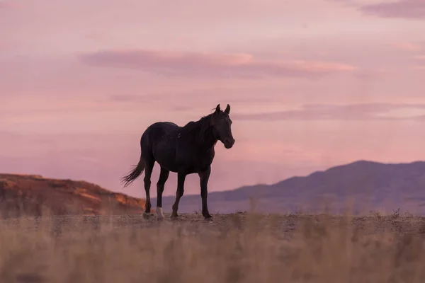 Caballo Salvaje Atardecer Desierto Utah — Foto de Stock