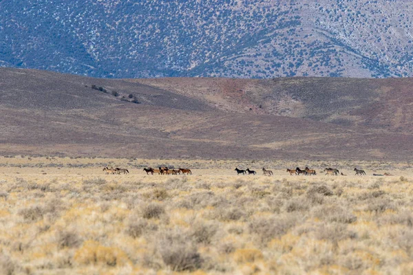 Utah Çölde Vahşi Atlar Sürüsü — Stok fotoğraf