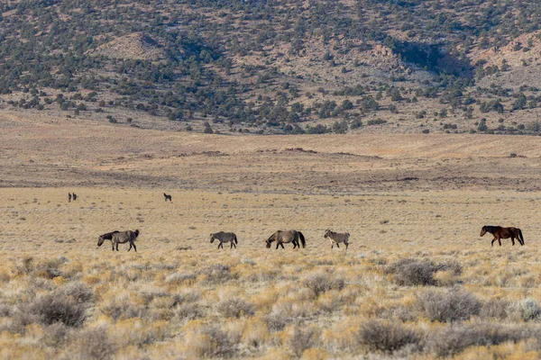 Utah Çölde Vahşi Atlar Sürüsü — Stok fotoğraf