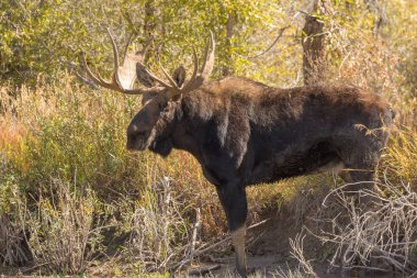 bir shiras Mus boğa Wyoming sonbahar