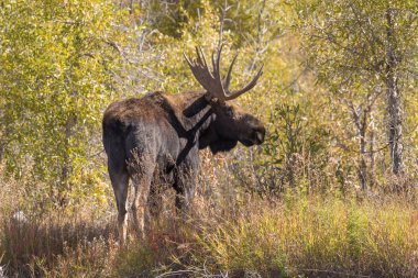 bir shiras Mus boğa Wyoming sonbahar