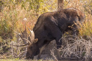 bir shiras Mus boğa Wyoming sonbahar