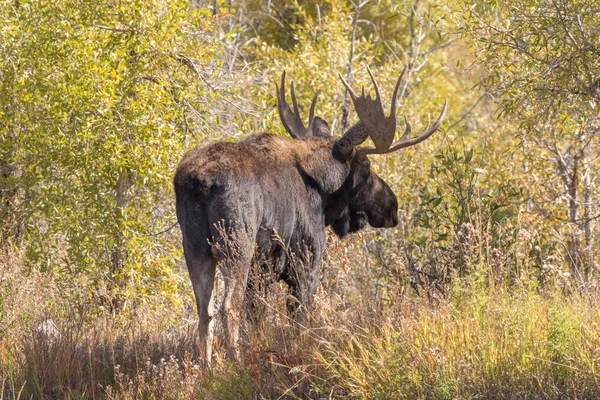 Een Shiras Moose Stier Wyoming Herfst — Stockfoto