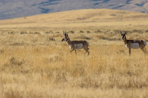 Een Paar Gaffelbok Antelope Dollar Prairie — Stockfoto