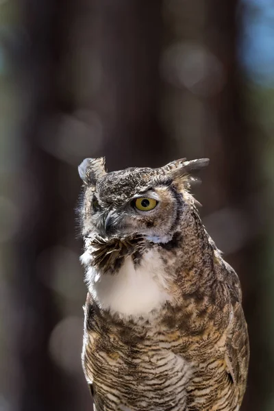 great horned owl close up portrait