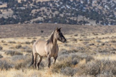 Utah çölünde vahşi bir at.