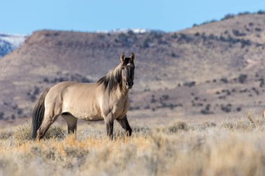 Utah çölünde vahşi bir at.