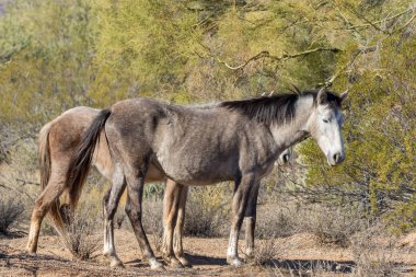 Arizona Çölü'nde tuz Nehri yakınında Vahşi atlar