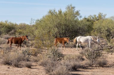 Arizona Çölü'nde tuz Nehri yakınında Vahşi atlar