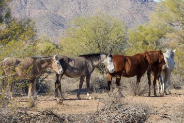 Arizona Çölü'nde tuz Nehri yakınında Vahşi atlar