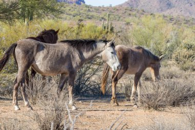Arizona Çölü'nde tuz Nehri yakınında Vahşi atlar
