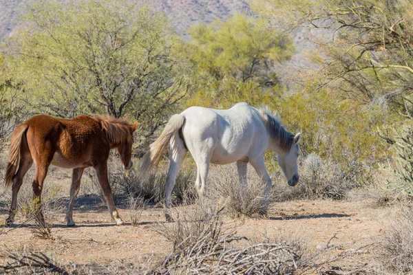 wild horses near the Salt River in the Arizona desert