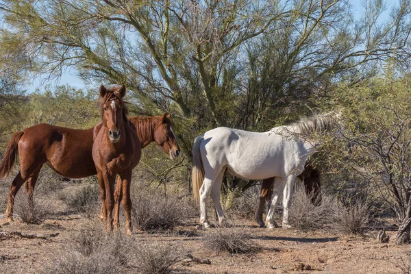 Kuda Liar Dekat Salt River Gurun Arizona — Stok Foto