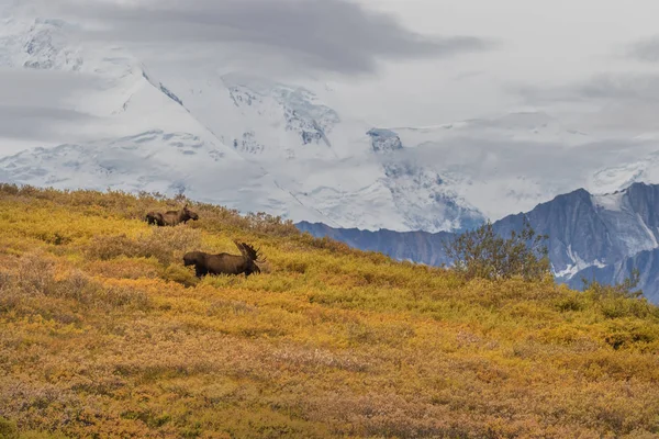 Taureau Vache Orignal Alaska Dans Parc National Denali — Photo