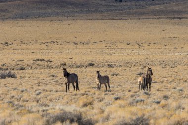 Utah çölünde vahşi bir at sürüsü.