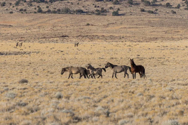 Utah Çölünde Vahşi Bir Sürüsü — Stok fotoğraf