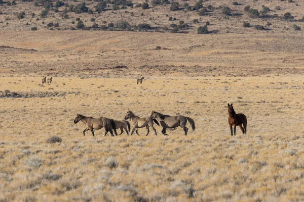 Herd Wild Horses Utah Desert — Stock Photo, Image
