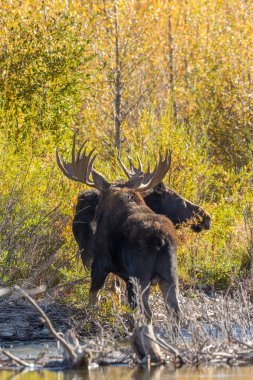 bir boğa ve shiras Mus düşme rut içinde inek