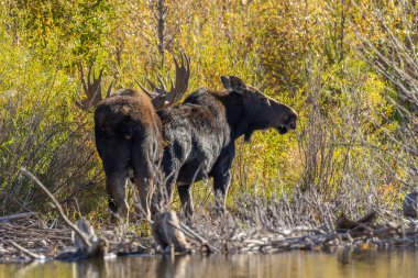 bir boğa ve shiras Mus düşme rut içinde inek