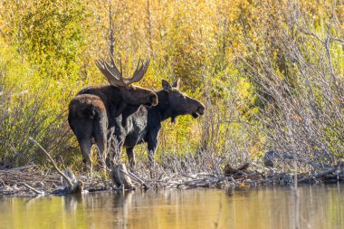 bir boğa ve shiras Mus düşme rut içinde inek