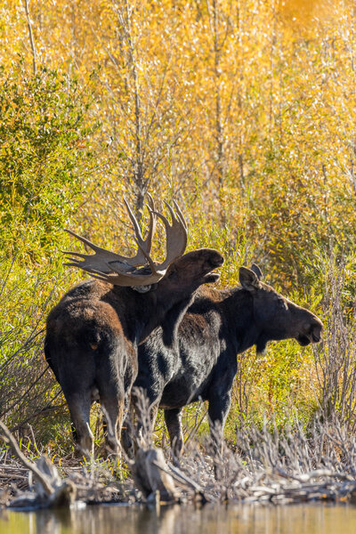 a bull and cow shiras moose in the fall rut