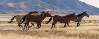 vahşi at çöl boyunca çalışan bir sürüsü