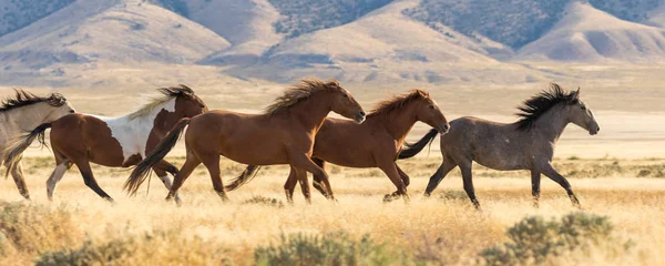 Herd Wild Horses Running Desert — Stock Photo, Image