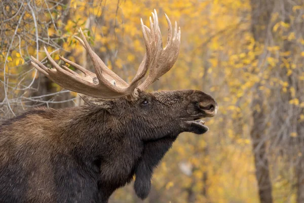 Bull Anderss Älg Spårbildning Höst — Stockfoto