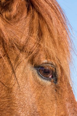 Arizona çölde vahşi bir at portresi yakından