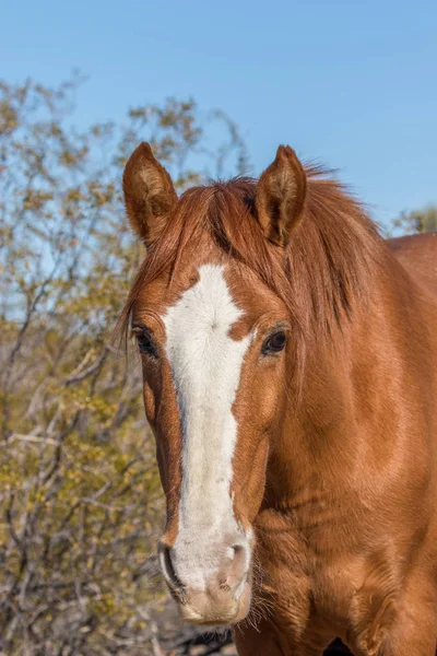 Retrato Perto Cavalo Selvagem Deserto Arizona — Fotografia de Stock