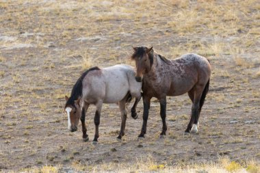 Utah çölünde vahşi atlar