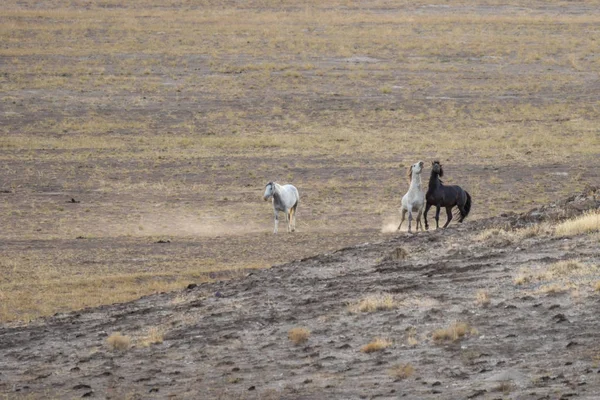 Άγρια Άλογα Στην Έρημο Ουτάχ — Φωτογραφία Αρχείου