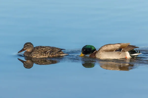 Gallina Drake Mallard Reflejado Nadando Lago — Foto de Stock