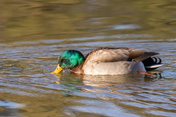 Ein Erpel Stockente Reflektiert Schwimmen Auf Einem See — Stockfoto