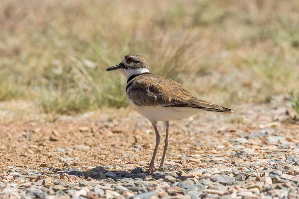 芝生のフィールドで Killdeer — ストック写真