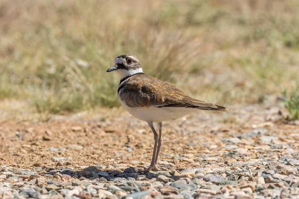 芝生のフィールドで Killdeer — ストック写真