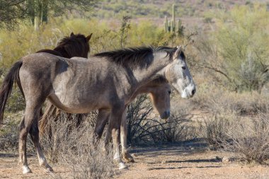 Arizona Çölü'nde tuz Nehri yakınında Vahşi atlar sürüsü