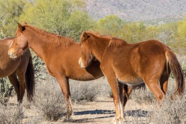 Arizona Çölü'nde tuz Nehri yakınında Vahşi atlar sürüsü